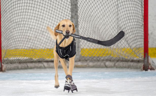 skating dog